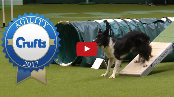 A Must Watch! Crufts 2017 Agility Championship Final