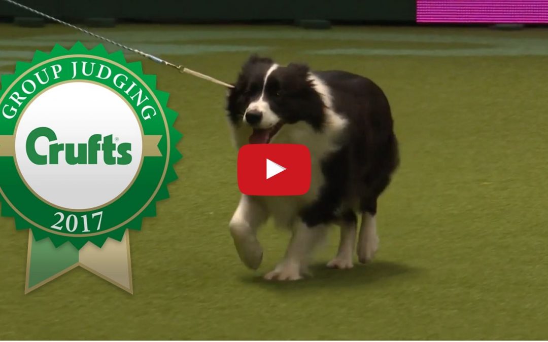 Check Out Crufts 2017 Pastoral Group Judging and Presentation!