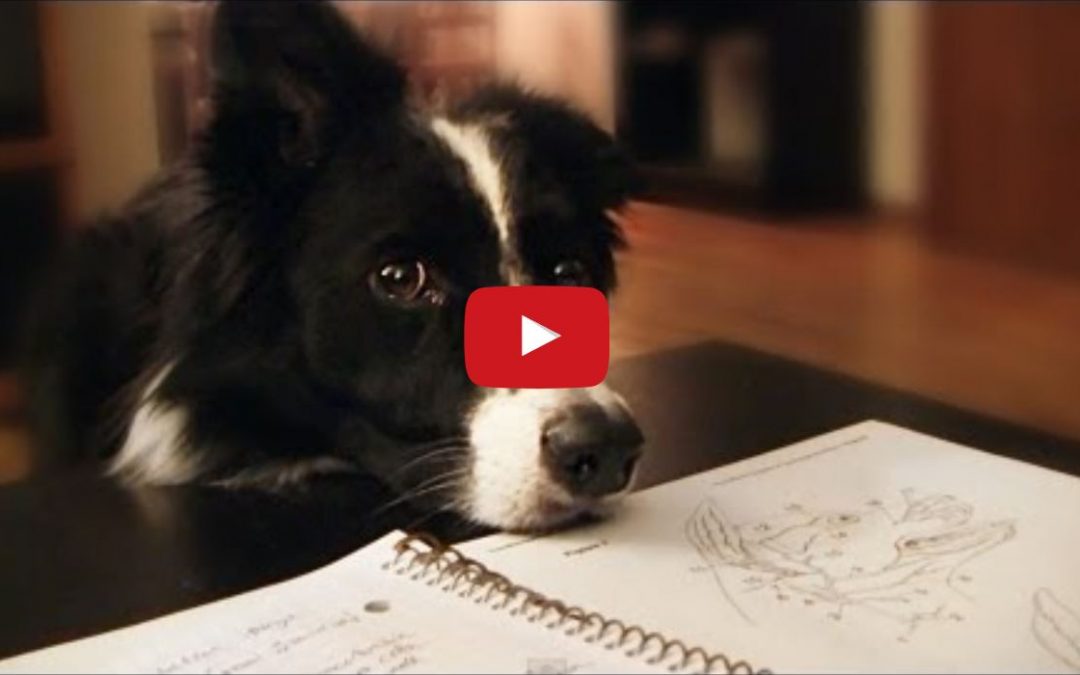 A Border Collie’s Life at College