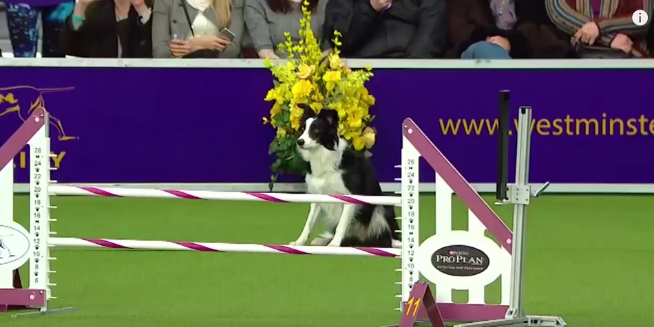 Trick the Border Collie Wins the 2017 Masters Agility Championship