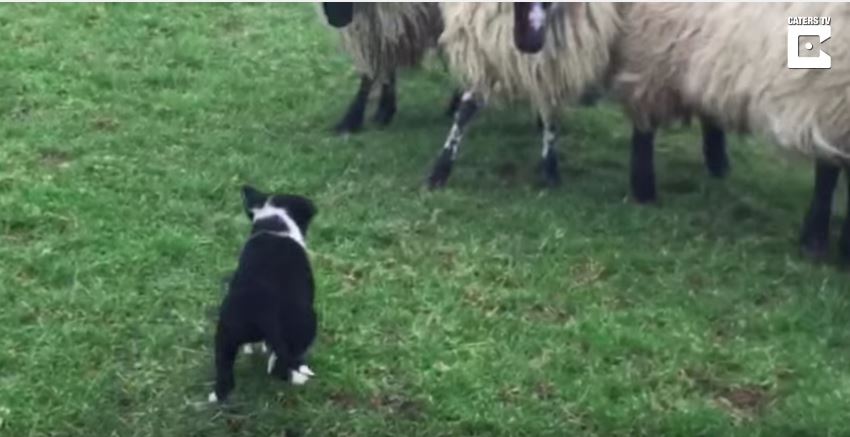 Puppy Herding!