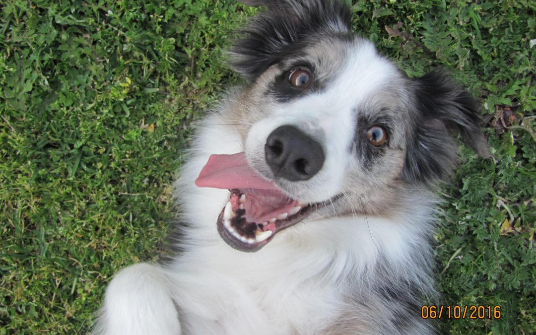 Hamish is a Very Friendly and Caring Border Collie