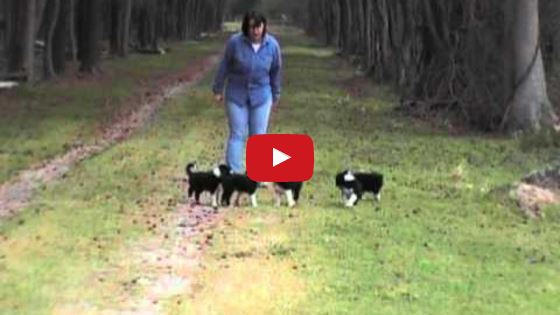 Stop & Go Training with Border Collie Puppies