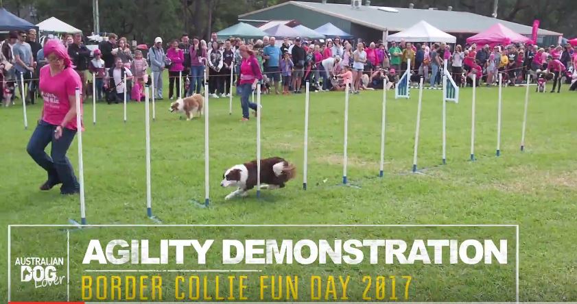 Border Collie Fun Day 2017