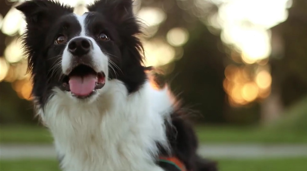 This Video of Border Collie Inka Is Priceless