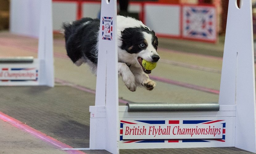 A Border Collie’s Journey to Flyball – Sasha’s Story