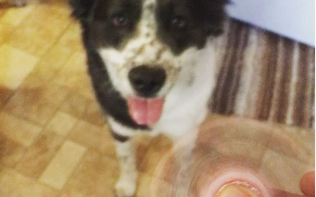 Border Collie Vs Fidget Spinner