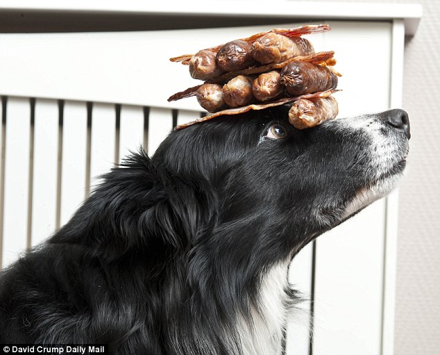 Meet Brac, the Incredible Balancing Border Collie