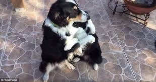 These Border Collies Hugging Each Other Out is the Cutest Thing You’ll See Today