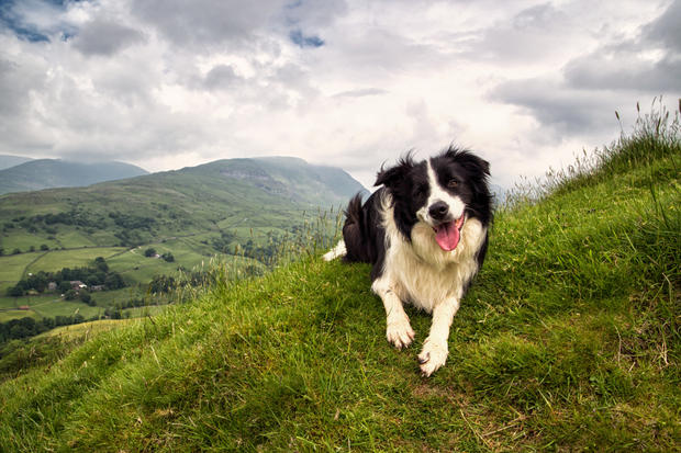 11 Cool Facts about Border Collies