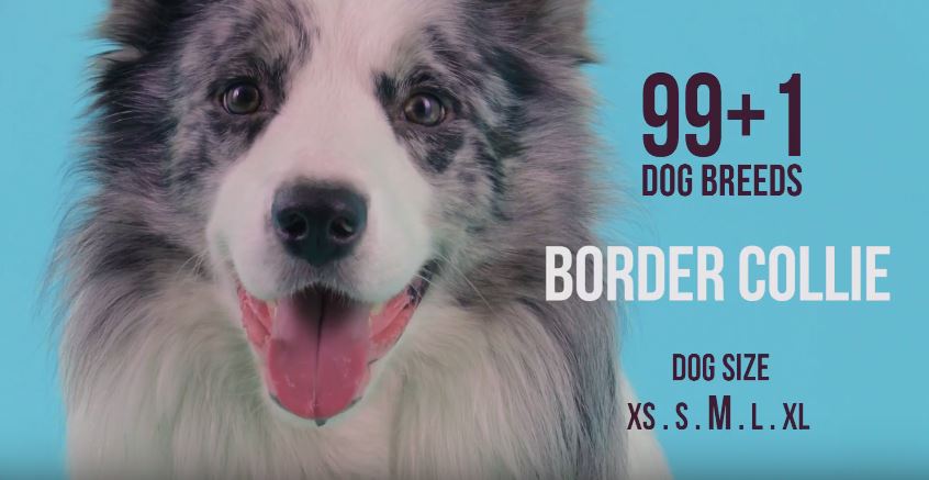 99+1 Dog Breeds features Border Collie
