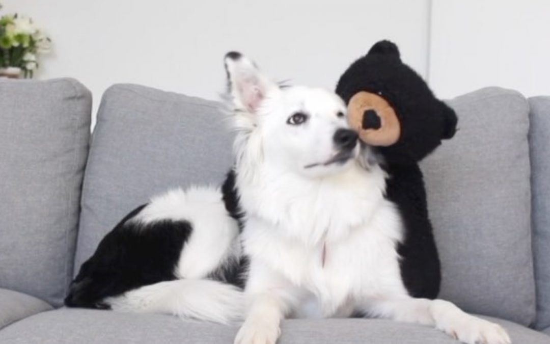 Just a Typical Day On the Couch for Bianca the Border Collie