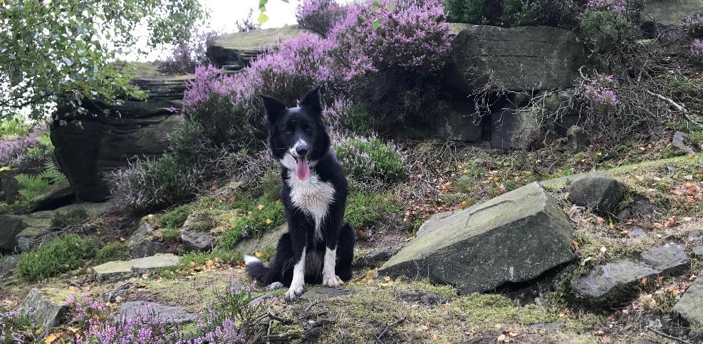 Meet Lilly the Border Collie!