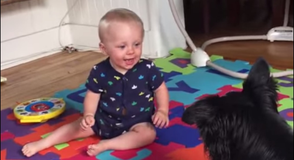 Border Collie Playing with Baby