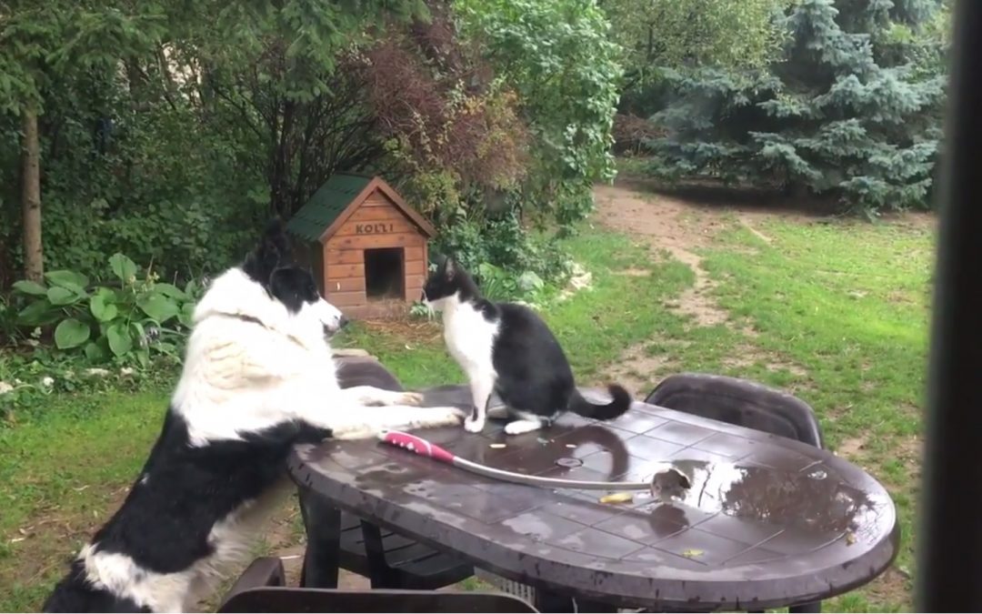 Border Collie Kolli Plays with Manó the Cat