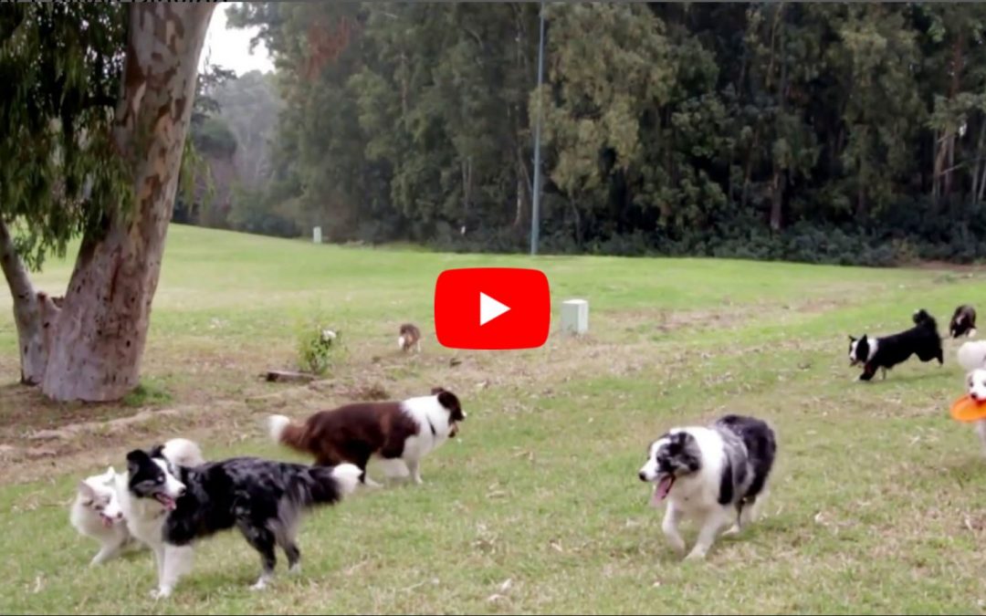 A Herd of Border Collies Playing