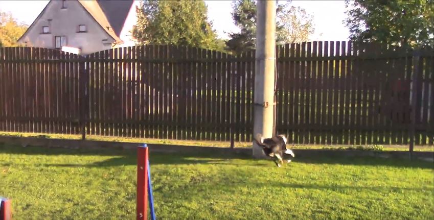 Border Collie Agility