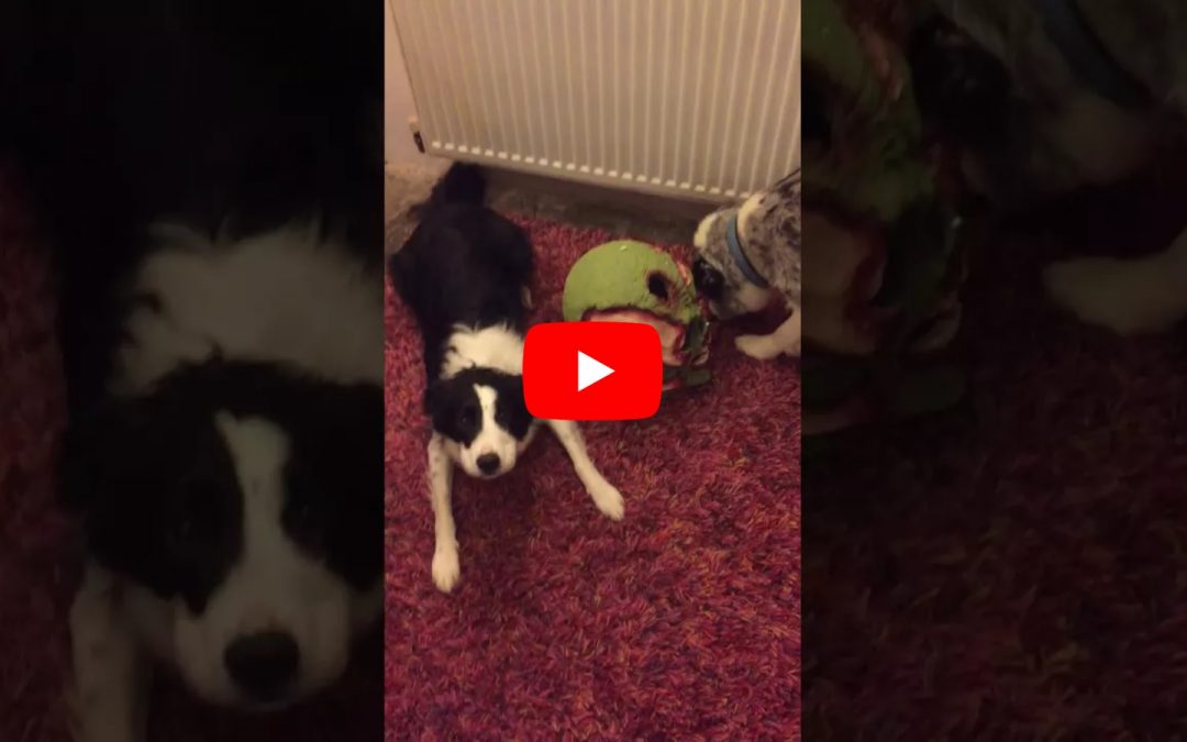 Border Collie Sings ‘How Much Is that Doggie in the Window?’