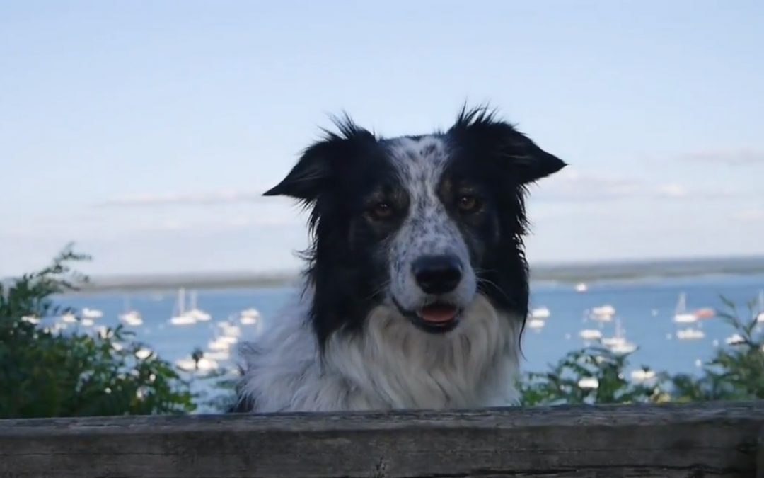 Summer with Hera the Border Collie
