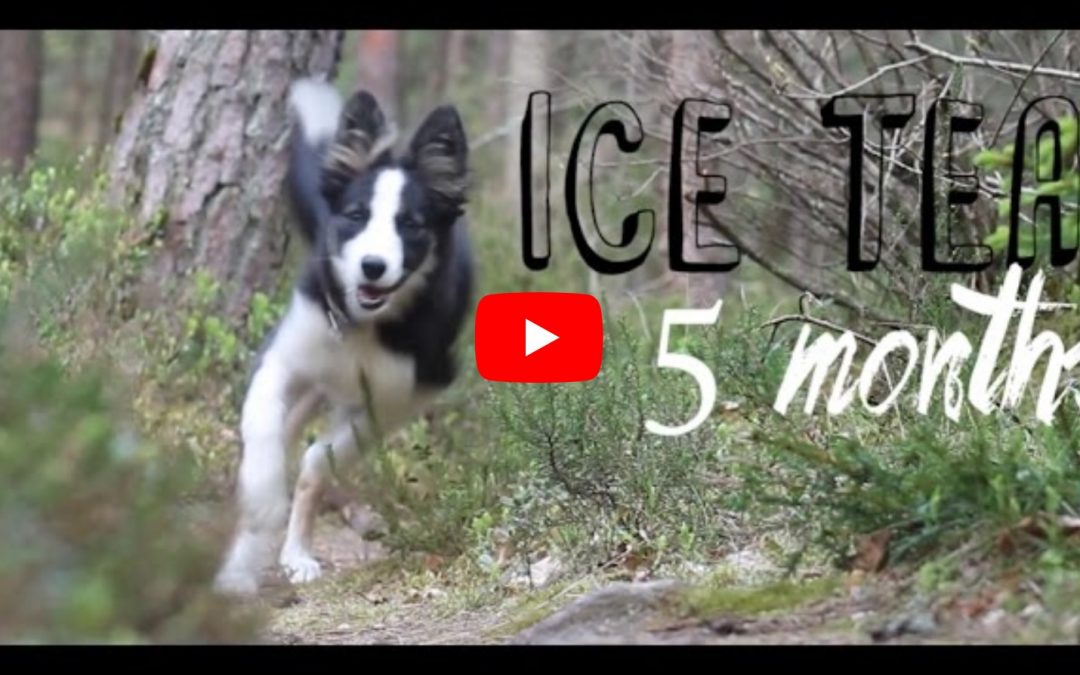 Ice Tea is One Cool, Agile Border Collie