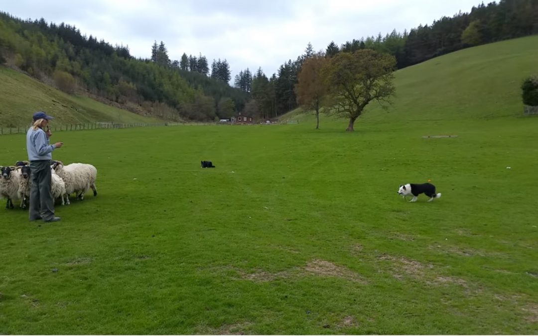 Sheep Herding with Julie Hill and Her Amazing Border Collies