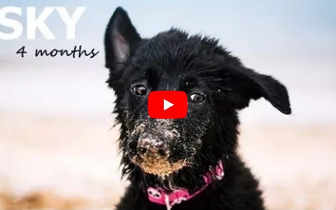 Meet Four Month Old SKY the Border Collie