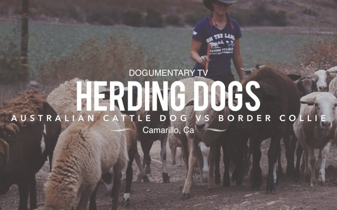 Great Film by Dogumentary TV – Border Collie Versus Australian Cattle Dog