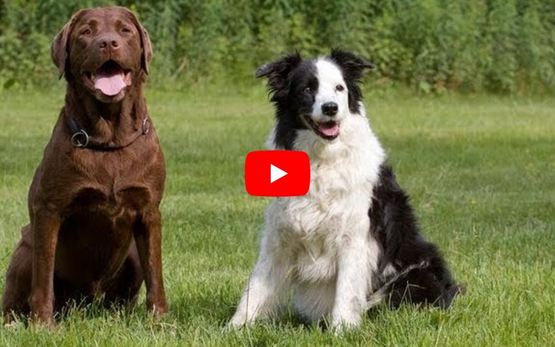 Border Collies Vs Labrador Retrievers Video Compilation