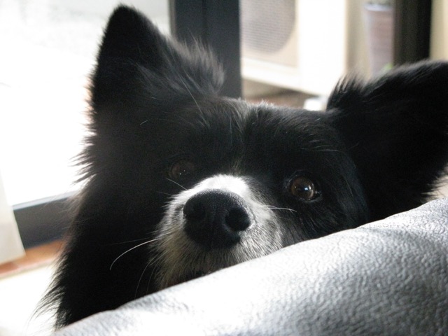 Digger the Border Collie from New Zealand