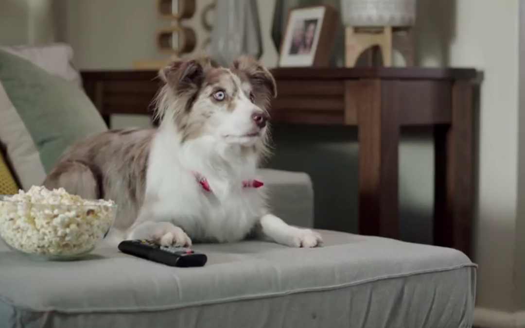 Australian Border Collie Stars in Keeping Up With the Freemans Commercial