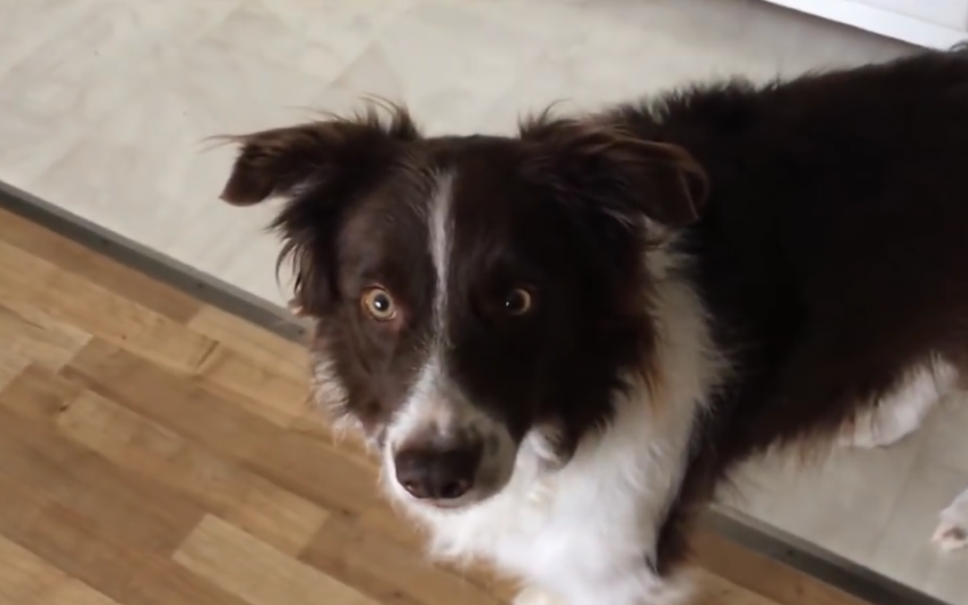 Junior the Border Collie Has the Best Reaction To Seeing His Lost Toy