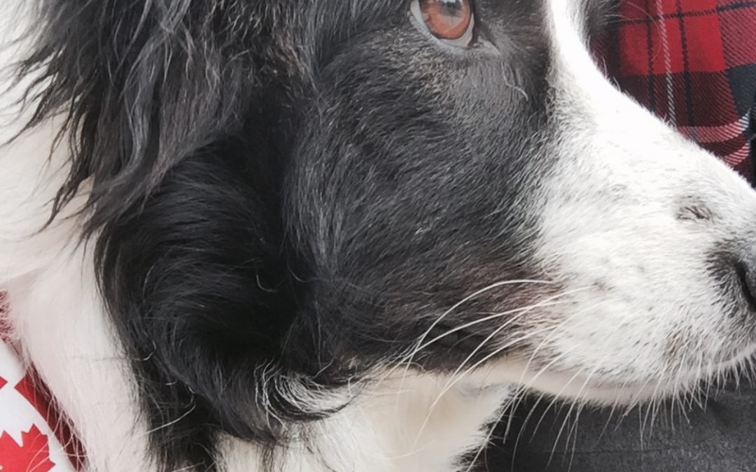 Abby the Border Collie Is Full of Life Despite Having Addison’s Disease