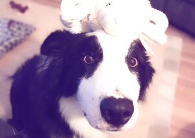 black and white border collie with toy on head