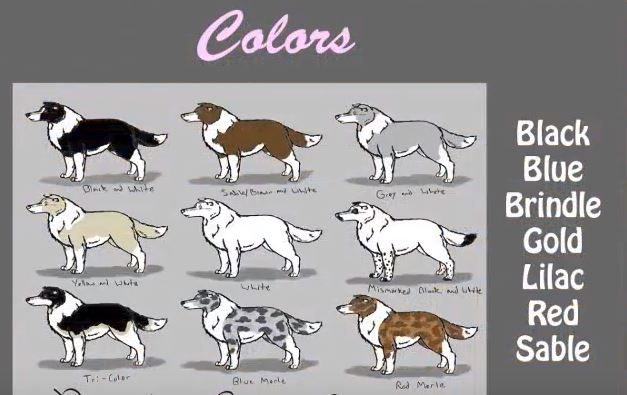 Border Collie Facts