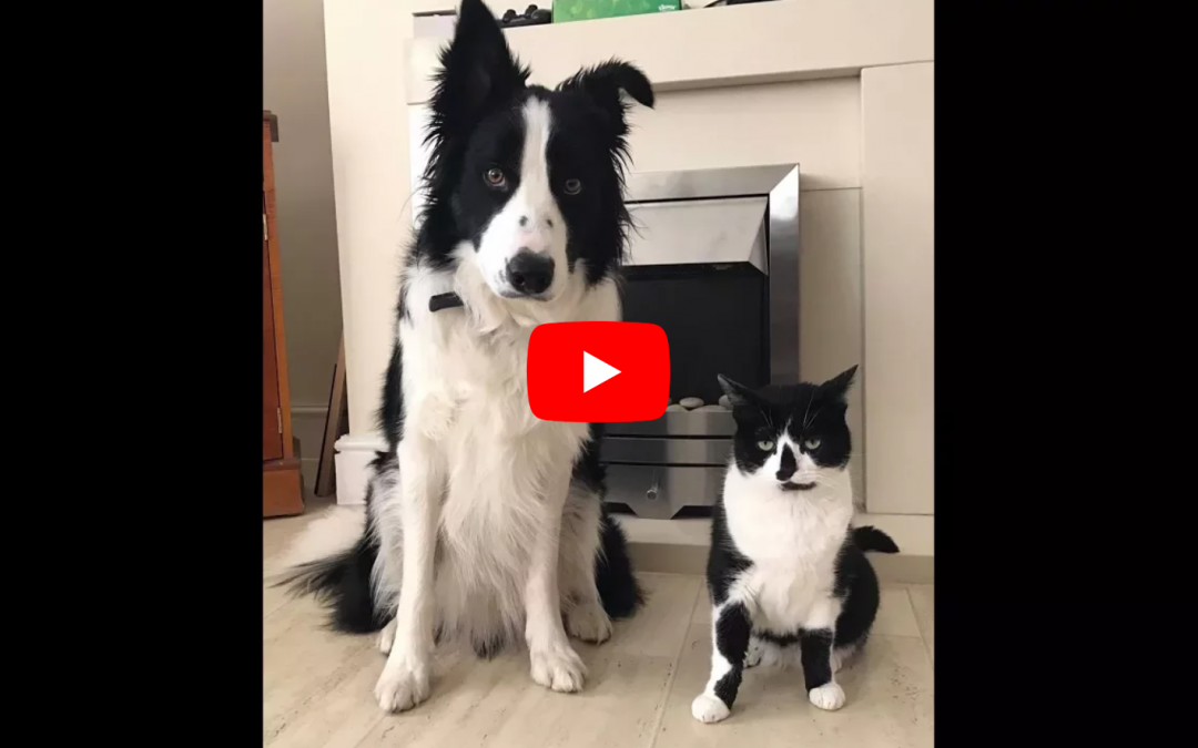 Three Years of Friendships and Fun for this Cat and Border Collie Duo!