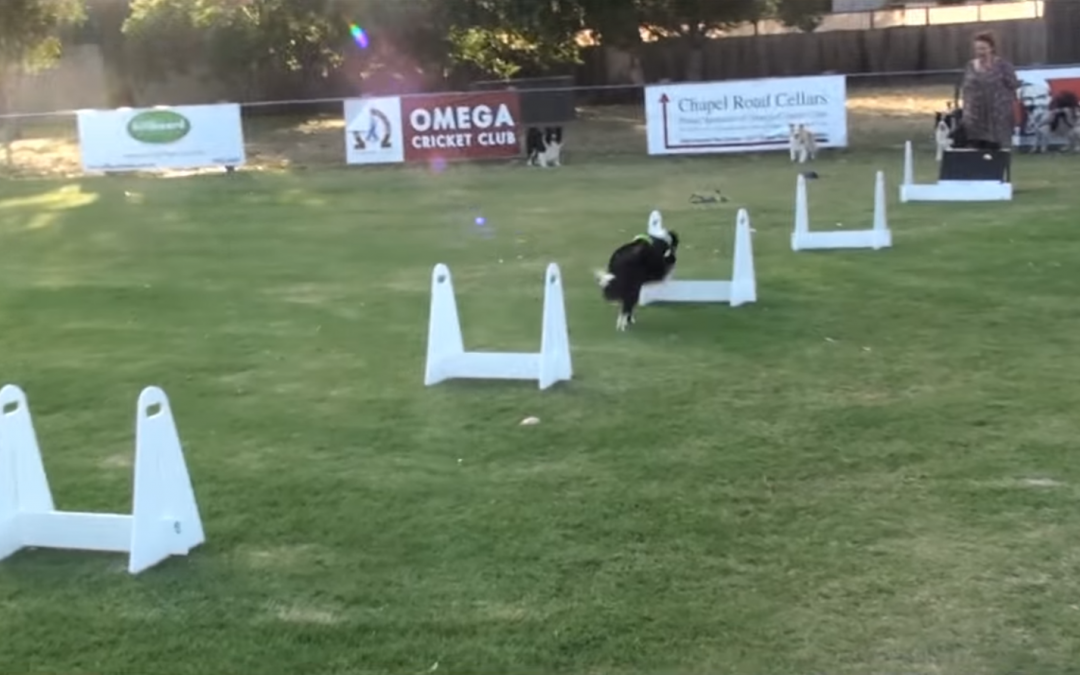 Border Collie Flyball Training with the Moorabbin Flying Paws