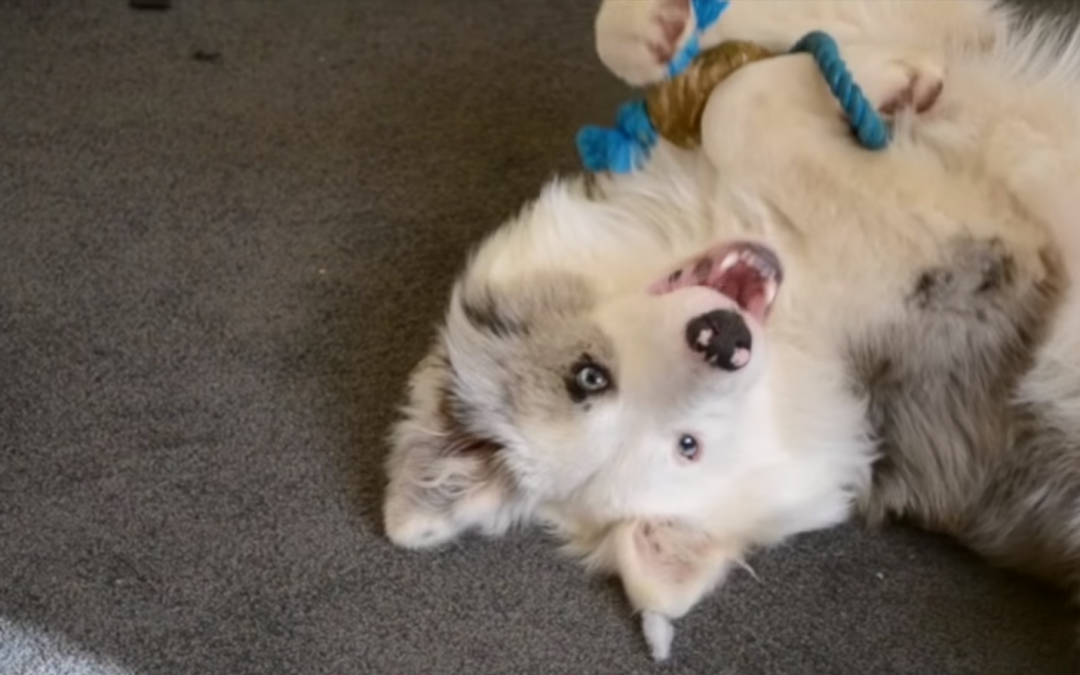 Ollie is a Cute Blue Merle that Just Turned One!