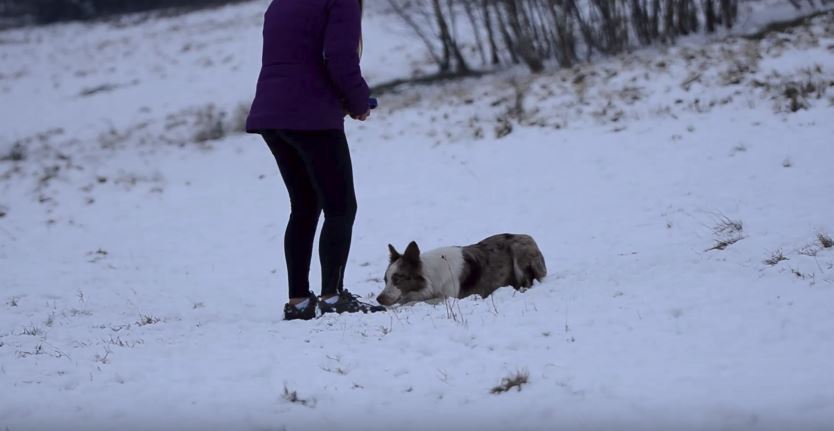 Snowy Obedience