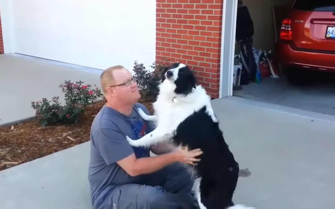 A Few of the Best Border Collie Videos from 2017