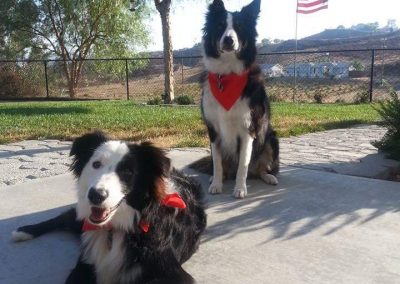 two black and white border collies