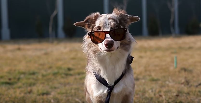 Migel The Border Collie