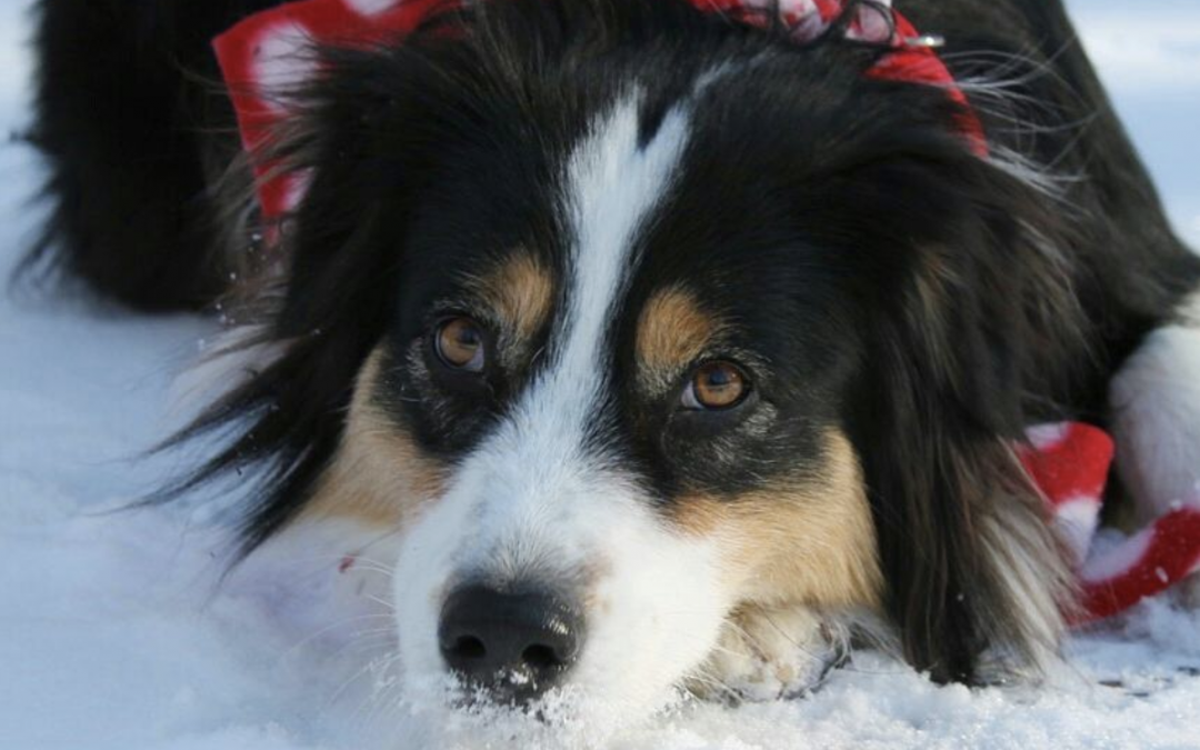 Secret the Border-Aussie-Collie Goes Sledding… By Herself!