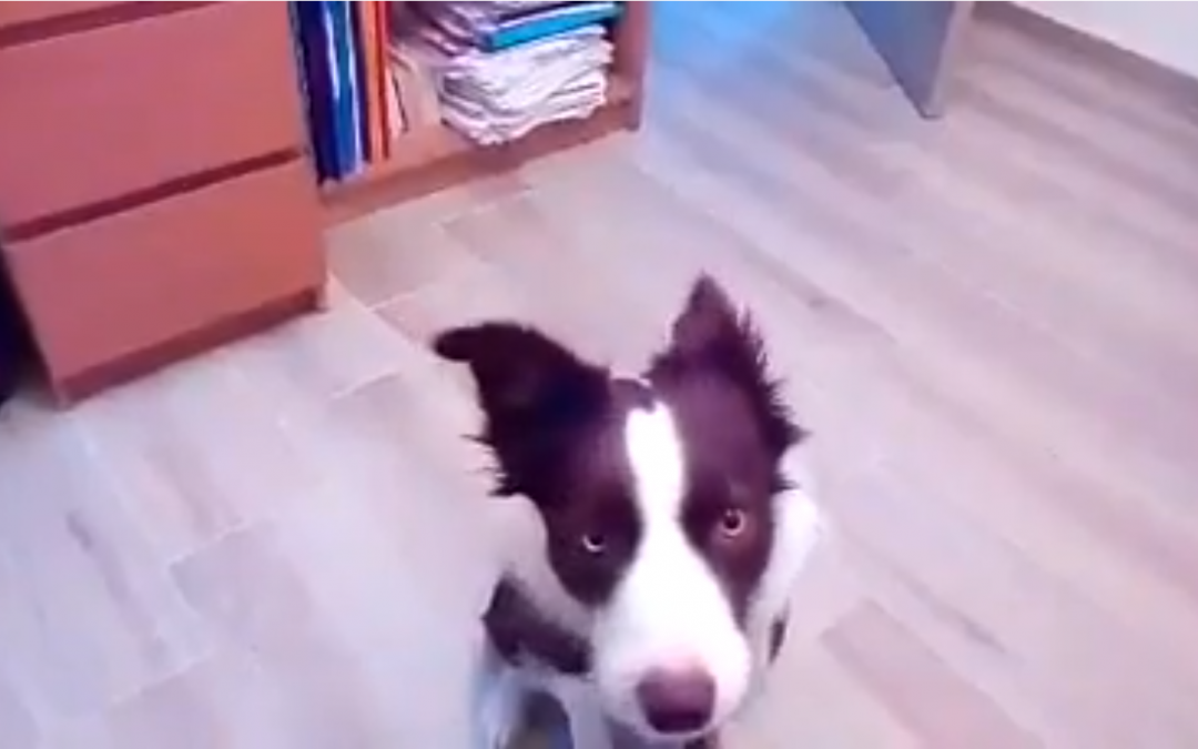 Vayou the Border Collie Loves to Sing!