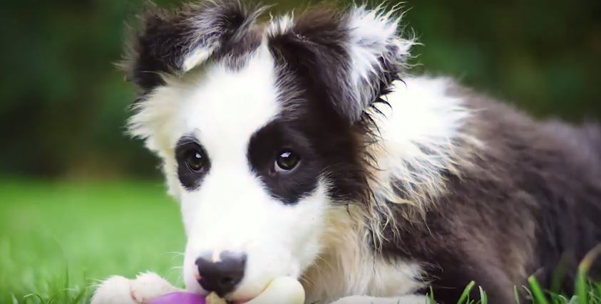 All About Border Collies