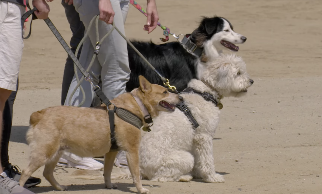 Can City Dogs Herd Sheep Like a Working Border Collie?