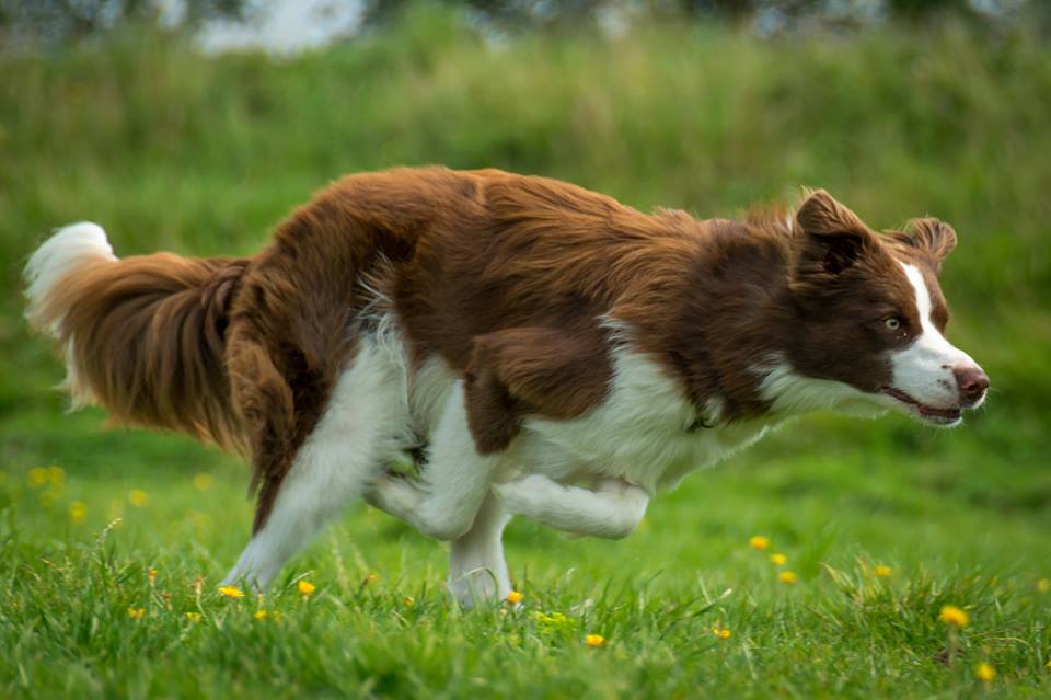 Meet Fly the Border Collie from Belgium