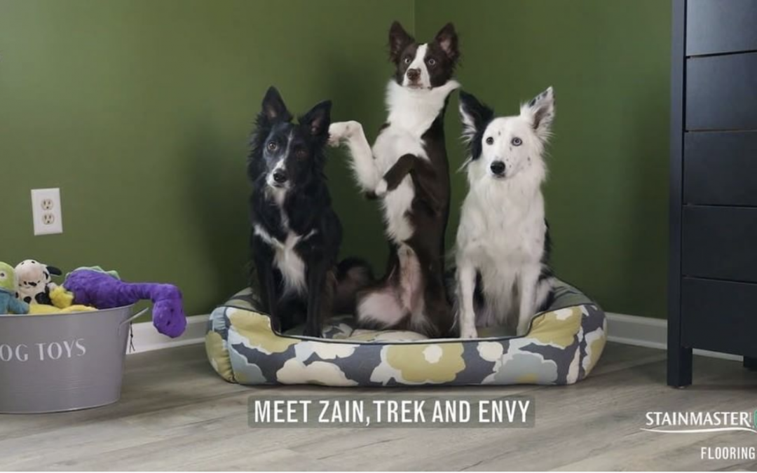 Border Collies Zain, Trek and Envy Star in Stainmaster Commercial