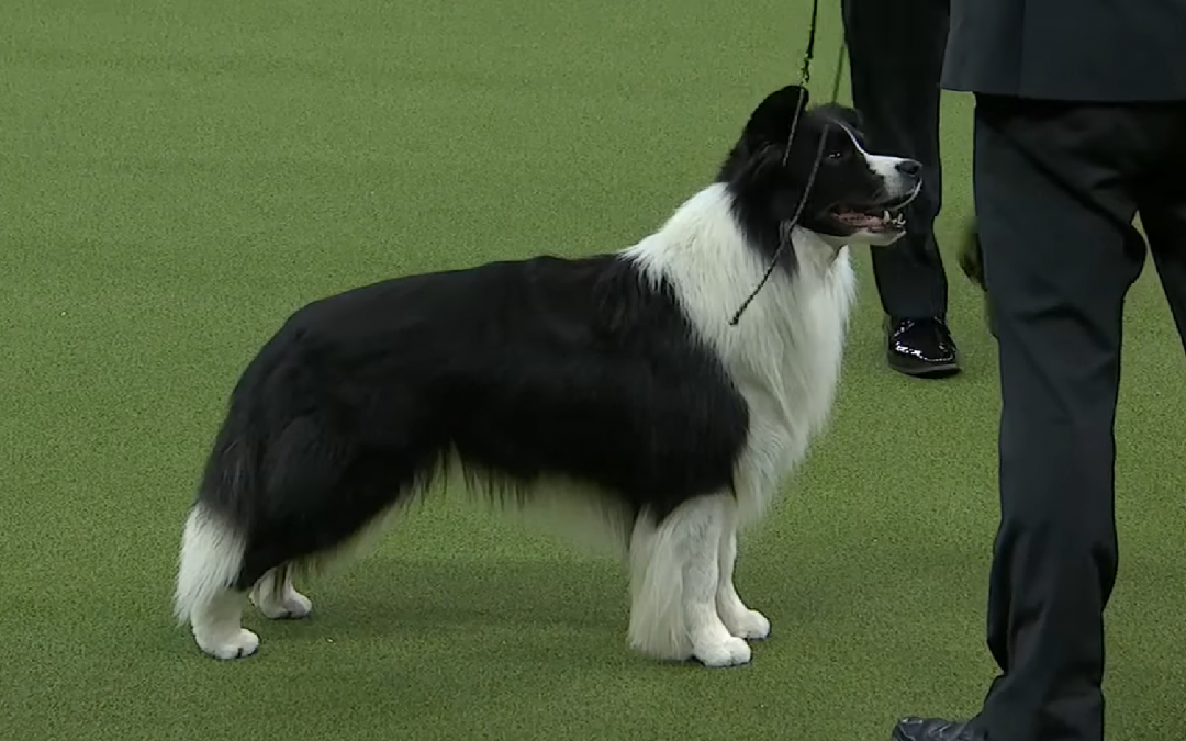 Slick the Border Collie Wins at the 2018 Westminster Dog Show