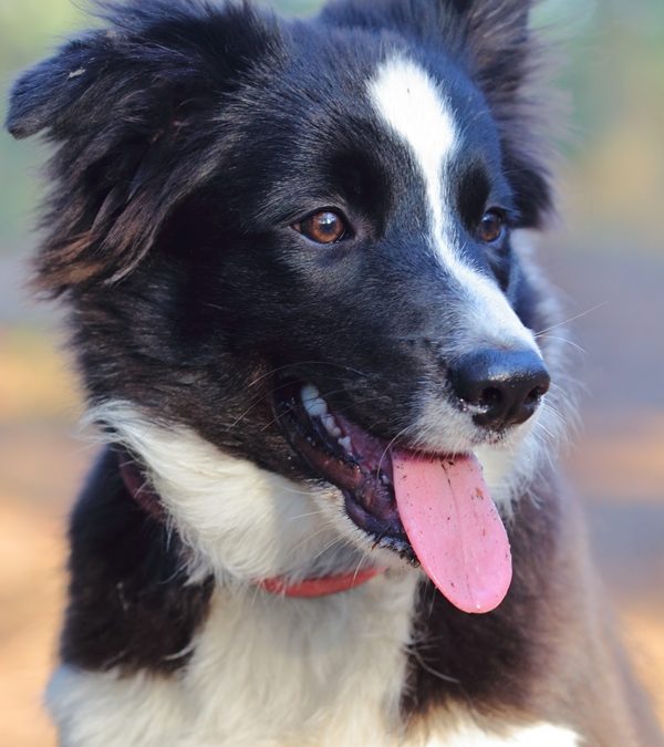 Arya the Border Collie Is Learning Something New Everyday