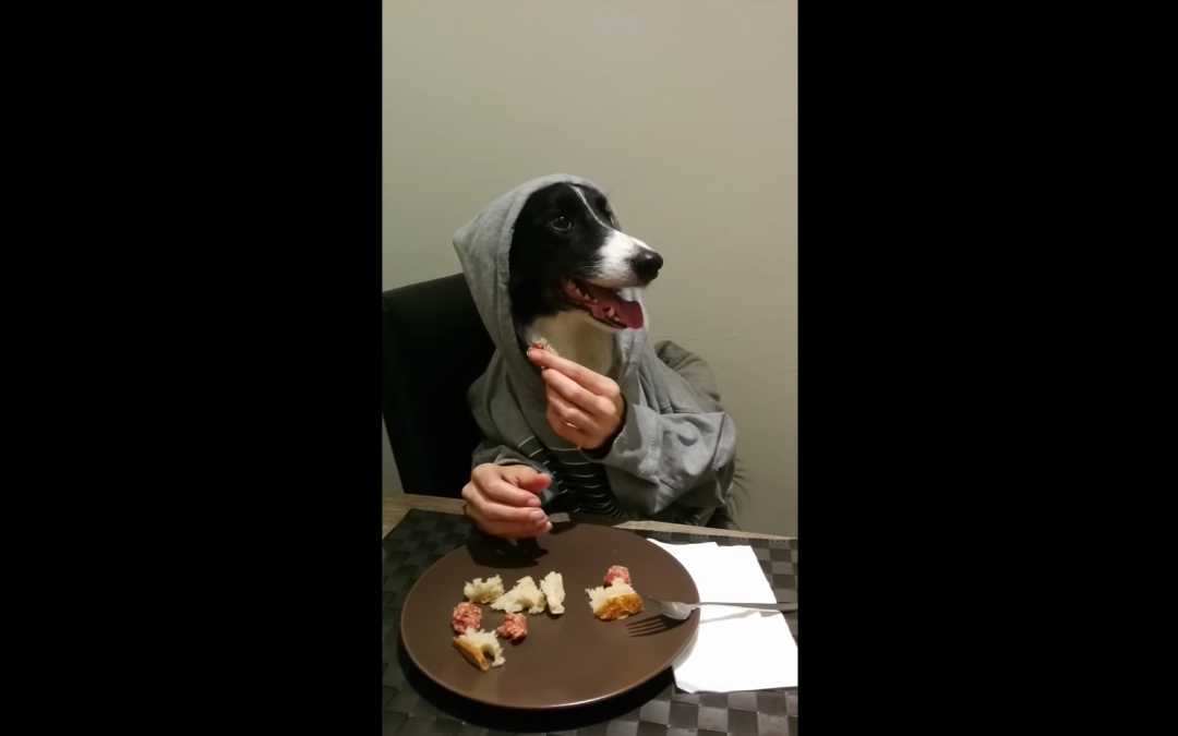 This Border Collie Can Eat With His Hands
